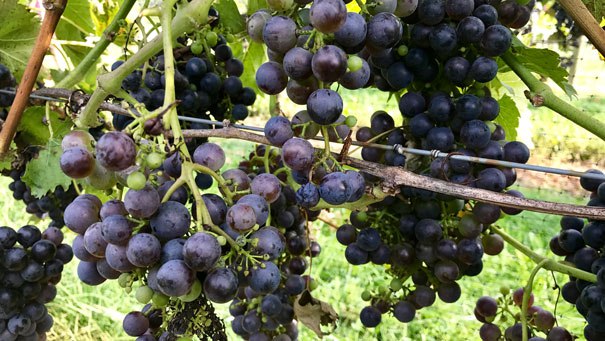 Best Senior Activities Near Glen Arm, Maryland- Boordy Vineyards Grapes