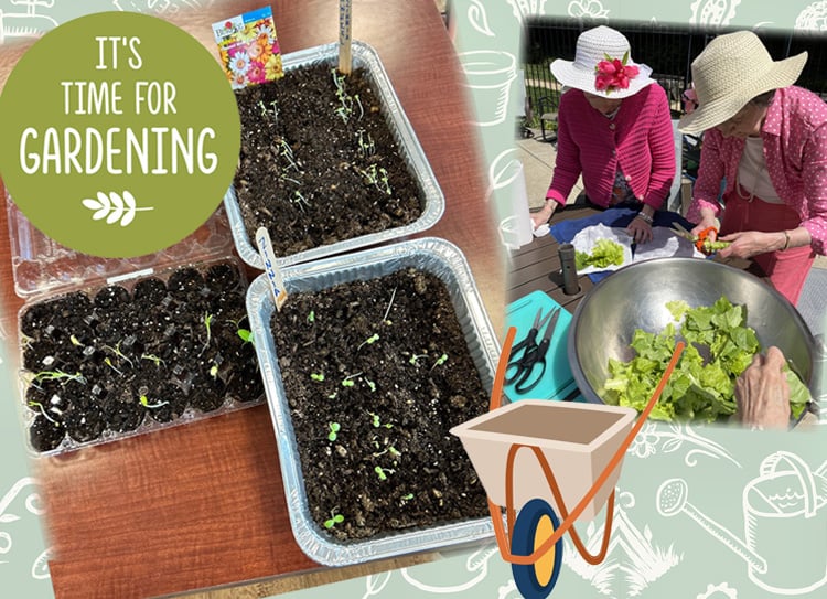 Seedlings in containers and senior residents harvesting lettuce in a community gardenPine Run Lakeview Community Gardening Project