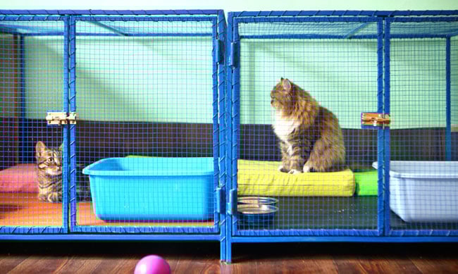 cats-waiting-to-be-adopted-at-a-shelter