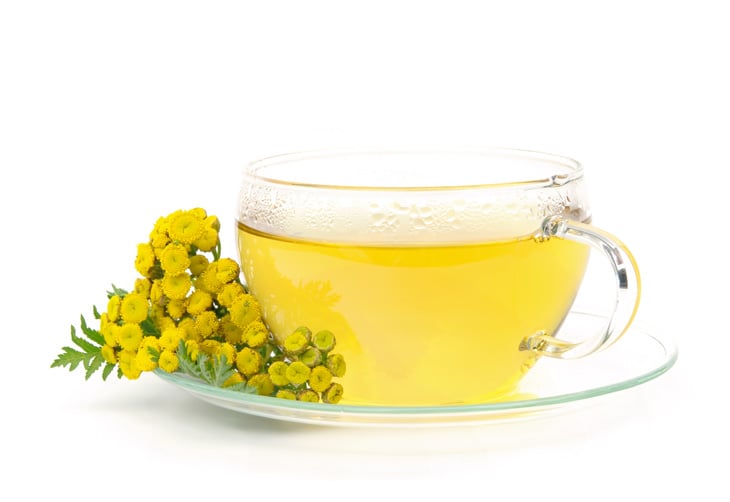 feverfew-as-alternative-treatment-for-pain-in-seniors
