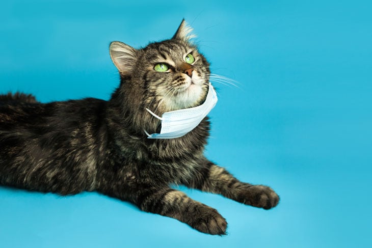 protect-pets-during-coronavirus