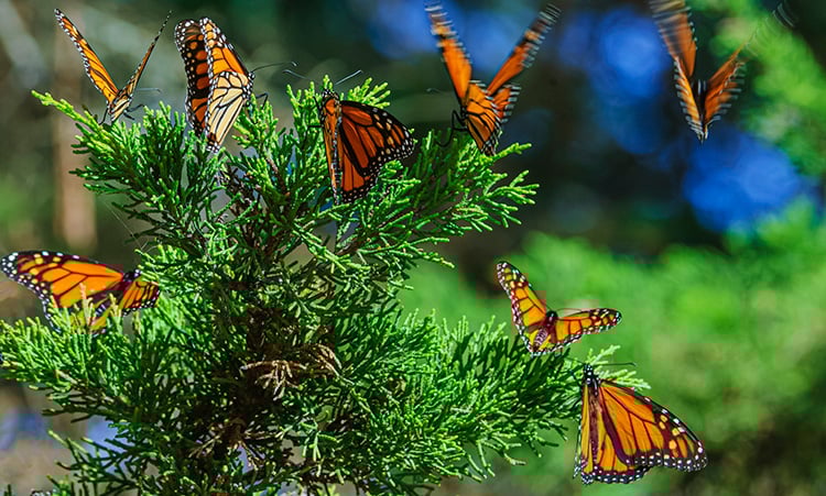 butterflies