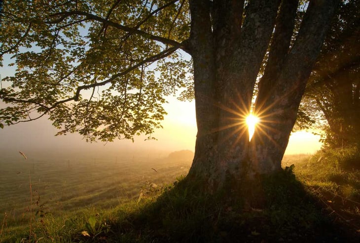 Perfect Timing Sun Through Tree