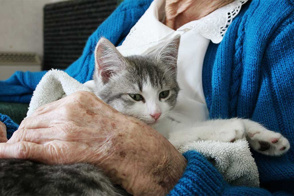 Why You Should Buy Grandma a Kitten: Health Benefits of Owning Pets