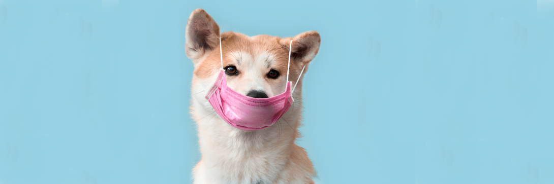 CDC Recommendations for Keeping Pets Safe